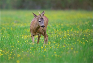 *auf der Blümchenwiese*