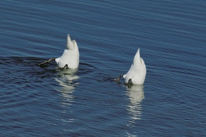 Köpfchen in das Wasser...