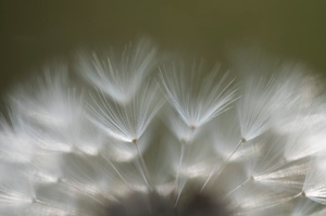 _____pusteblume__________