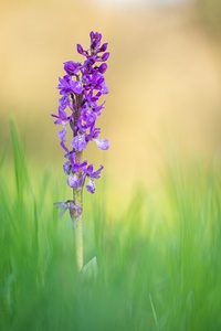 Orchis mascula