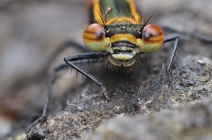 geduldige frühe Adonislibelle