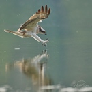 Fischadler landing