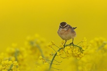 Braunkehlchen im Raps