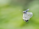 es gehen auch Schmetterlinge im Flug