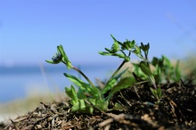 Blick auf die Ostsee