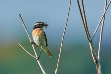 Braunkehlchen