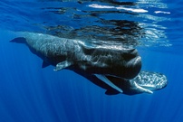 Spermwhale / Potwal