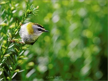 Sommergoldhähnchen