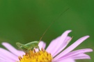 Heupferd auf Alpenaster