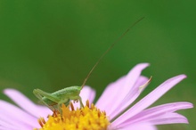 Heupferd auf Alpenaster