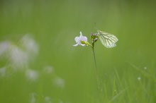 Grünaderweißling an Wiesenschaumkraut