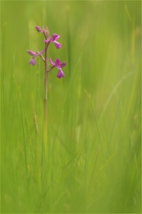 Lockerblütiges Knabenkraut (Anacamptis laxiflora)