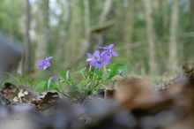 Das Wald-Veilchen