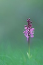 Orchis mascula (Männliches Knabenkraut)