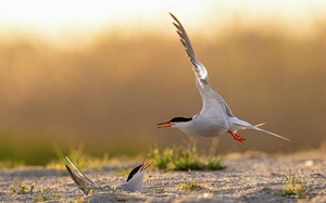 Überflug der Flussseeschwalbe