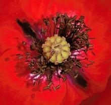 Klatschmohn Blütenstempel