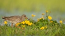 Rotschenkel mit Sumpfdotterblume