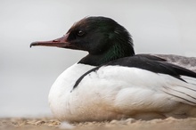 Männliches Gänsesäger Portrait