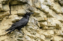 Kolkrabe (Corvus corax)