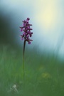 Orchis morio (Kleines Knabenkraut)