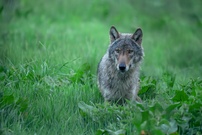 Altwolf