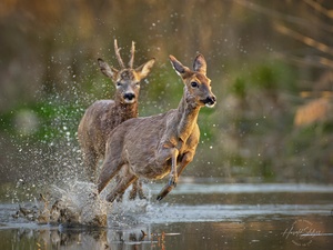 Die wilde Jagd (2)