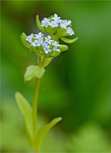 Gewöhnlicher Feldsalat