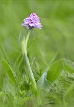 Aufblühendes Knabenkraut