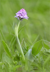 Aufblühendes Knabenkraut