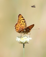 Perlmutter mit Überflieger