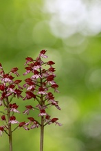 Purpur-Knabenkraut (Orchis purpurea)