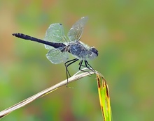 Schwarze Heidelibelle