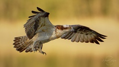 Coming in