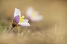 Pelzanemone (Pulsatilla vernalis)