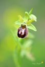 Grosse Spinnen-Ragwurz (Ophrys sphegodes)