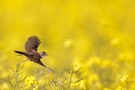 Dorngrasmücke einmal fliegend im Rapsfeld