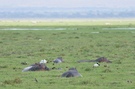 Hippos im Sumpf