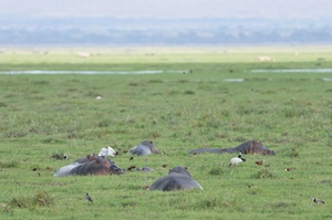 Hippos im Sumpf