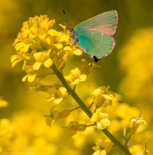 callophrys rubi - cejialba.jpg