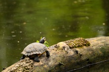 Test Wasserschildkröte