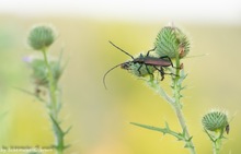 Moschusbock an einer Distel