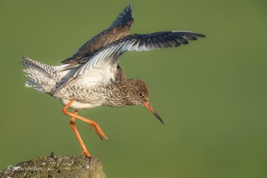 Tanzender Rotschenkel