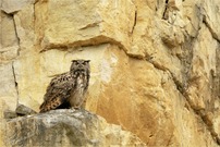 Uhu (Bubo bubo)
