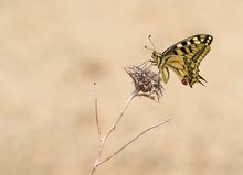 Schwalbenschwanz in Spanien