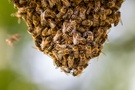 Bienenschwarm