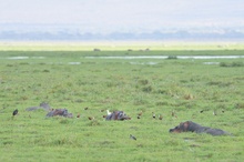 Hippos im Sumpf von Amboseli (2)