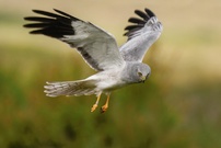 Kornweihe im Jagdflug