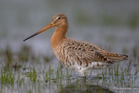 Black-tailed Godwit