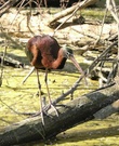 Braunsichler (Plegadis falcinellus)