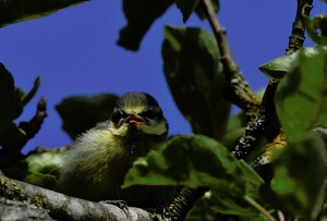 Blaumeise im Apfelbaum